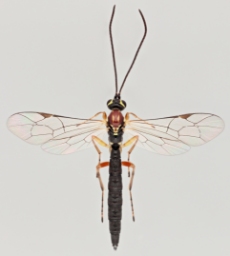 Foto af Tromatobia lineatoria (Tromatobia lineatoria) | Malcolm Storey