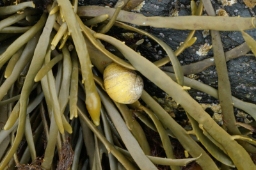 Foto af Butspiret strandsnegl (Littorina obtusata)