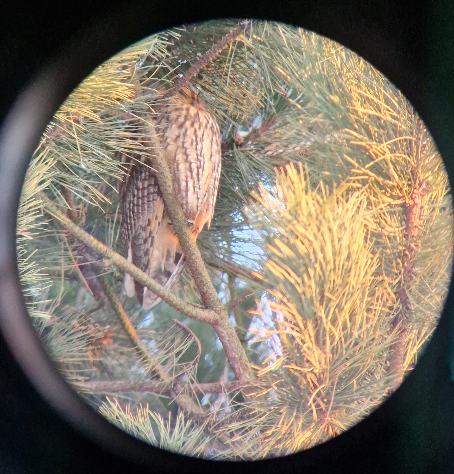 Long-eared Owl (Asio otus), photo 10