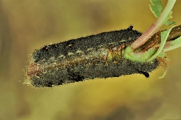 Foto af Kobberbrun spinder (Gastropacha quercifolia) | Larve