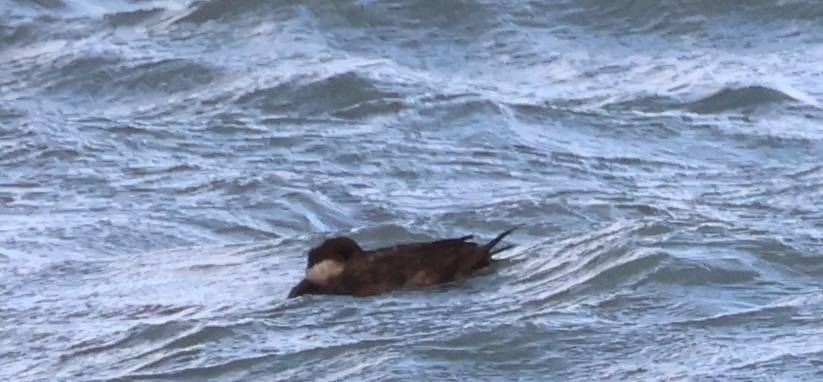 Common Scoter (Melanitta nigra), photo 6