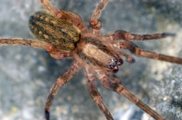 Foto af Liocranoeca striata (Liocranoeca striata) | Hun