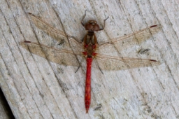 Foto af Almindelig hedelibel (Sympetrum vulgatum) | Han
