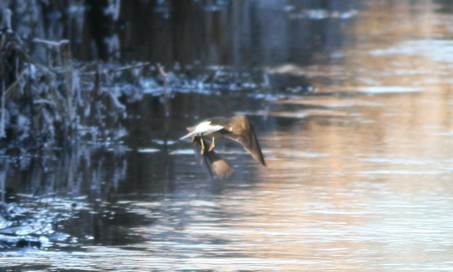 Green Sandpiper (Tringa ochropus), photo 10