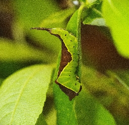 Foto af Hermelinskåbe (Cerura vinula) | Larve