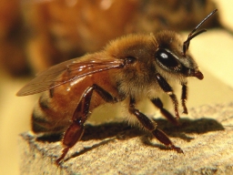 Foto af Italiensk honningbi (Apis mellifera subsp. ligustica) | Standardfoto