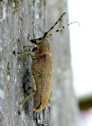 Foto af Poppelbuk (Saperda carcharias) | Standardfoto