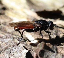 Foto af Fyrre-træsmuldsvirreflue (Chalcosyrphus piger) | Han