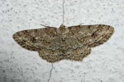 Foto af Birke-barkmåler (Ectropis crepuscularia) | Standardfoto