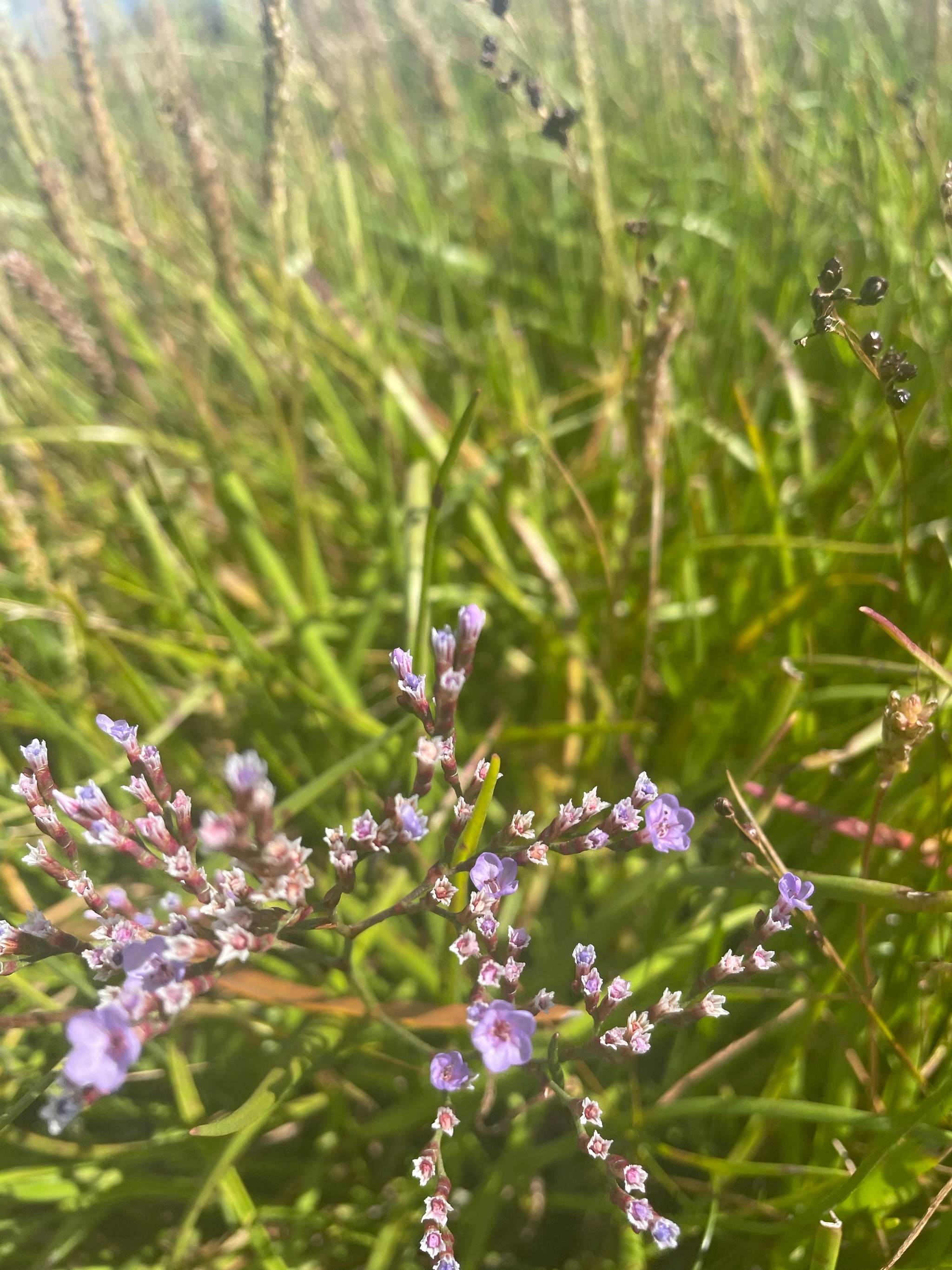 Common sea lavender