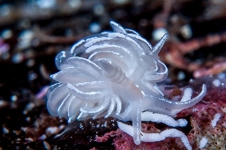 Foto af Favorinus blianus (Favorinus blianus) | Standardfoto