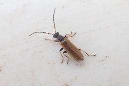 Foto af Rhagonycha nigriventris (Rhagonycha nigriventris) | Standardfoto