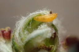 Foto af Bynkekurvgalmyg (Anthodiplosis rudimentalis) | Larve