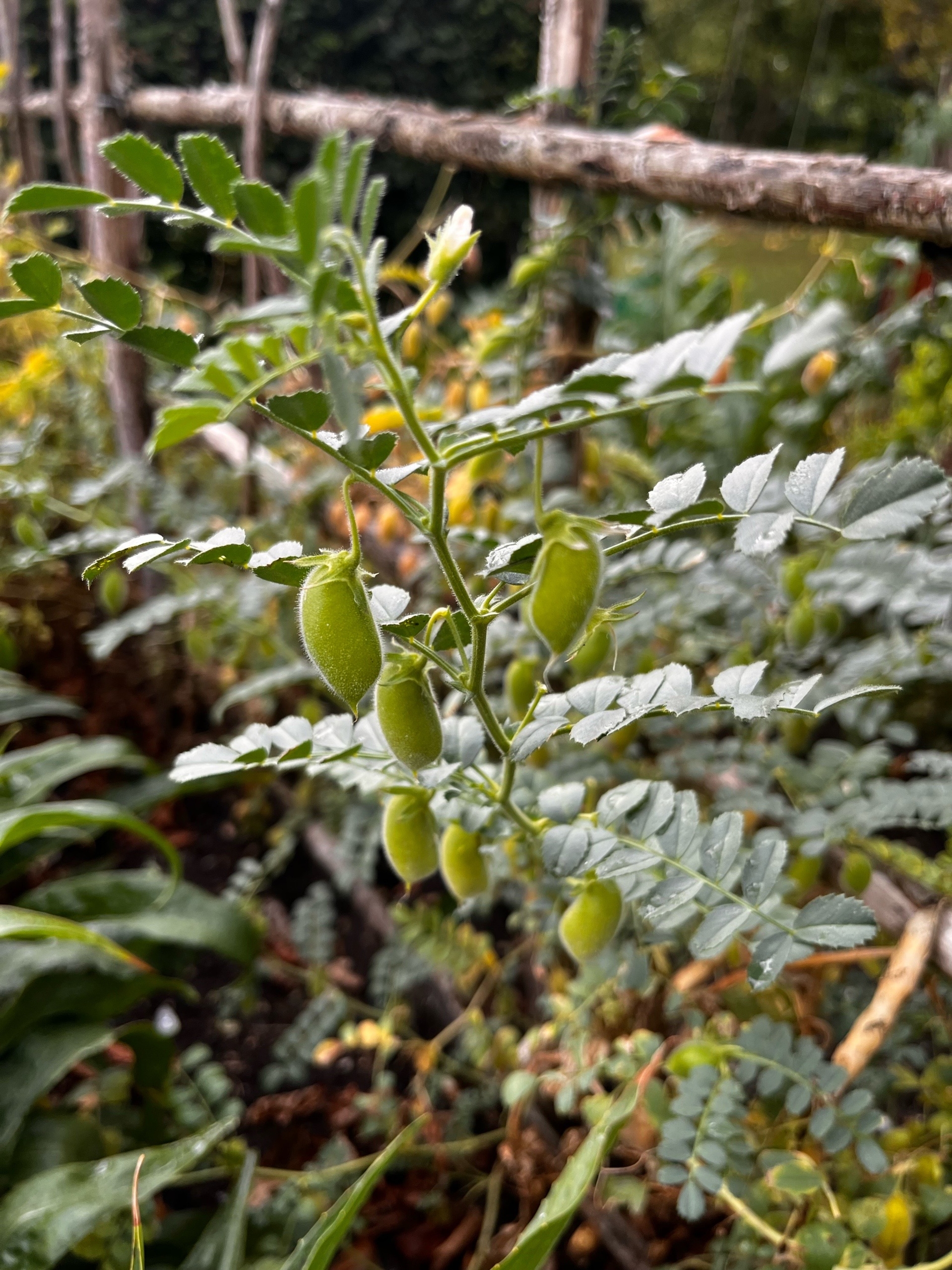 Ein weiteres Foto von Chickpea