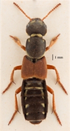 Foto af Kejserrovbille (Staphylinus caesareus) | Standardfoto