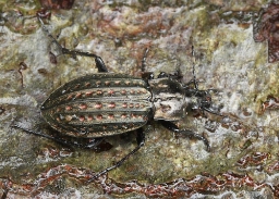 Foto af Dyndløber (Carabus clathratus) | Standardfoto