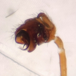 Foto af Walckenaeria unicornis (Walckenaeria unicornis) | Hannens palpe
