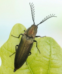 Foto af Kamhornet smælder (Ctenicera pectinicornis) | Han