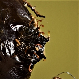 Foto af Poppel-dromedarspinder (Notodonta tritophus) | Puppe