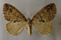 Foto af Elle-bladmåler (Hydriomena impluviata) | Hun