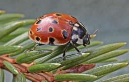 Foto af Øjeplettet mariehøne (Anatis ocellata) | Standardfoto