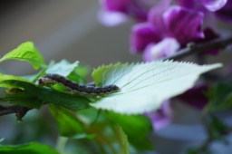 Foto af Linde-septemberugle (Tiliacea citrago) | Larve
