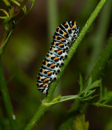 Foto af Svalehale (Papilio machaon) | Larve