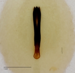 Foto af Smal egepragtbille (Agrilus angustulus) | Danmarks BilleBank - danbiller.dk