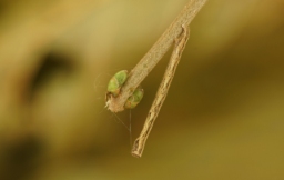 Foto af Frugttræ-barkmåler (Peribatodes rhomboidaria) | Larve