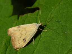 Foto af Lille å-ugle (Rivula sericealis) | Standardfoto