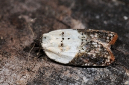 Foto af Hvidbroget rosenvikler (Acleris variegana) | Standardfoto