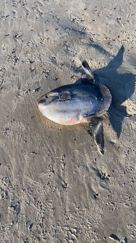 Ocean sunfish (Mola mola) — Molidae