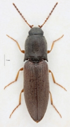 Foto af Variabel kornsmælder (Agriotes ustulatus) | Standardfoto
