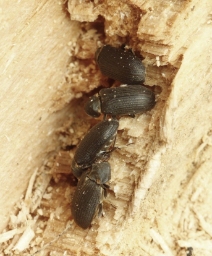 Foto af Dødningeur (Hadrobregmus pertinax) | Standardfoto
