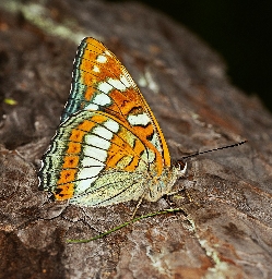 Foto af Poppelsommerfugl (Limenitis populi) | Hun