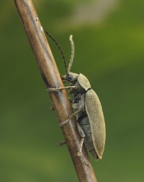Foto af Moseblødbille (Dascillus cervinus) | Standardfoto