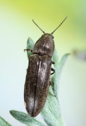 Foto af Ligebred græssmælder (Cidnopus aeruginosus) | Standardfoto
