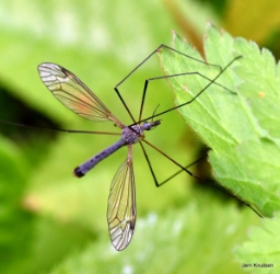 Foto af Tipula luna (Tipula luna) | Han