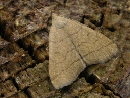 Foto af Almindelig snudeugle (Herminia tarsipennalis) | Standardfoto