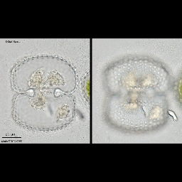 Foto af Cosmarium conspersum var. latum (Cosmarium conspersum var. latum) | Standardfoto