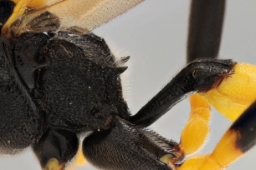 Foto af Amblyteles armatorius (Amblyteles armatorius) | Malcolm Storey 
