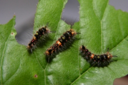Foto af Lille penselspinder (Orgyia antiqua) | Larve
