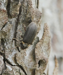 Foto af Dødningeur (Hadrobregmus pertinax) | Standardfoto