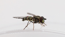 Foto af Krumplettet skovsvirreflue (Dasysyrphus lenensis) | Hun
