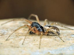 Foto af Simziella major (Simziella major) | Han