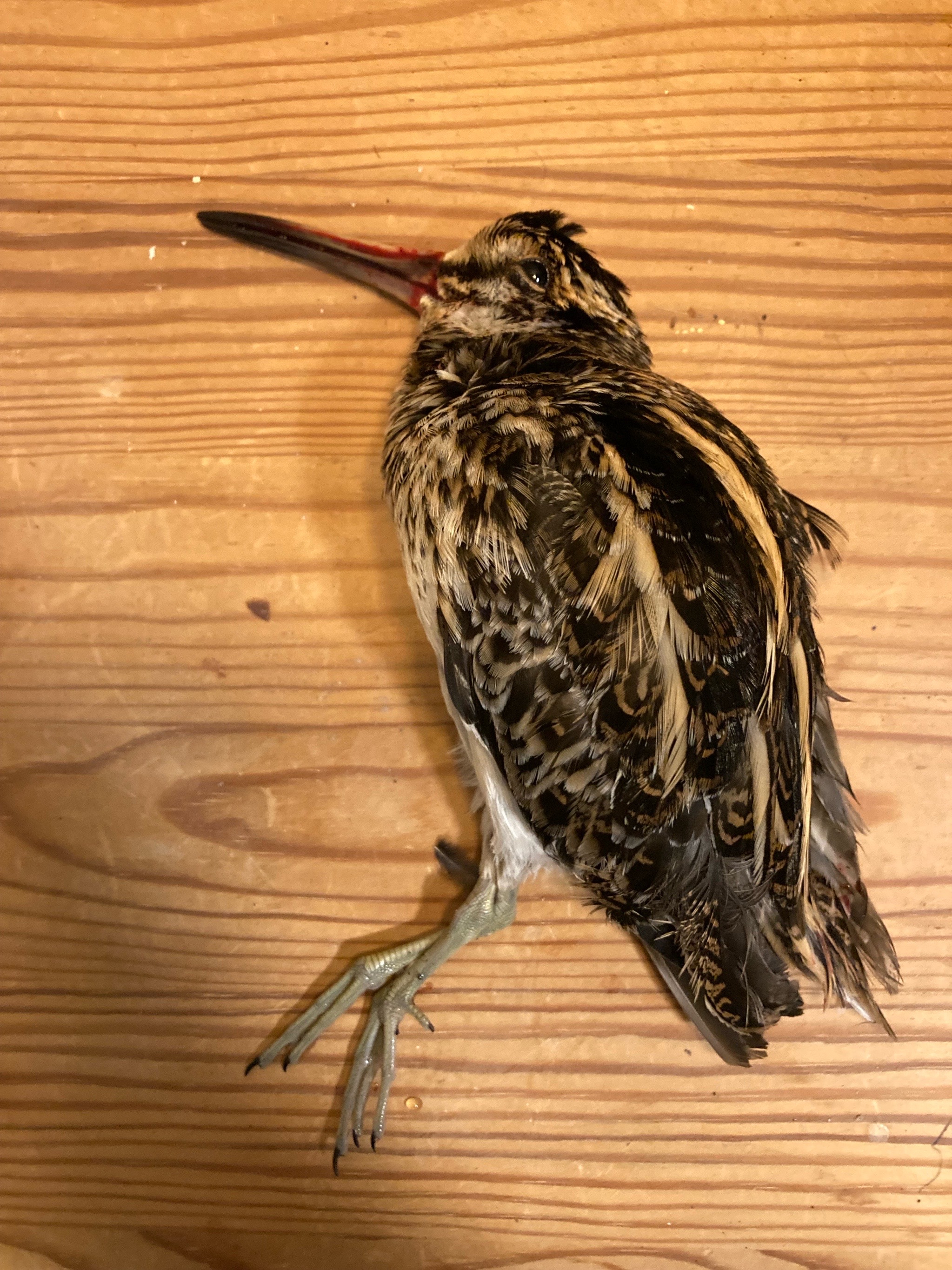 Jack Snipe (Lymnocryptes minimus), photo 5