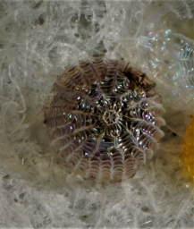Foto af Større sortugle (Aporophyla nigra) | Æg