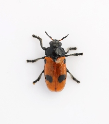 Foto af Myrebladbille (Clytra quadripunctata) | Standardfoto