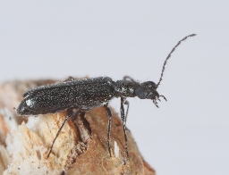 Foto af Dasytes aeratus (Dasytes aeratus) | Standardfoto
