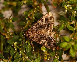 Foto af Violet nellikeugle (Sideridis rivularis) | Hun